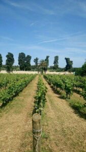 Longue allée entre les rangs de vigne verdoyants du vignoble de l'île Saint-Honorat en été, palmier au fond