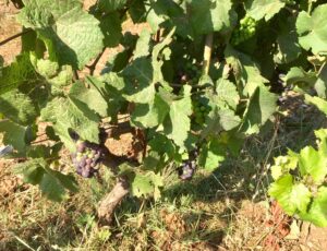 Cep de vigne portant de jeunes grappes de raisin en début de véraison dans le vignoble de l'Abbaye de Lérins