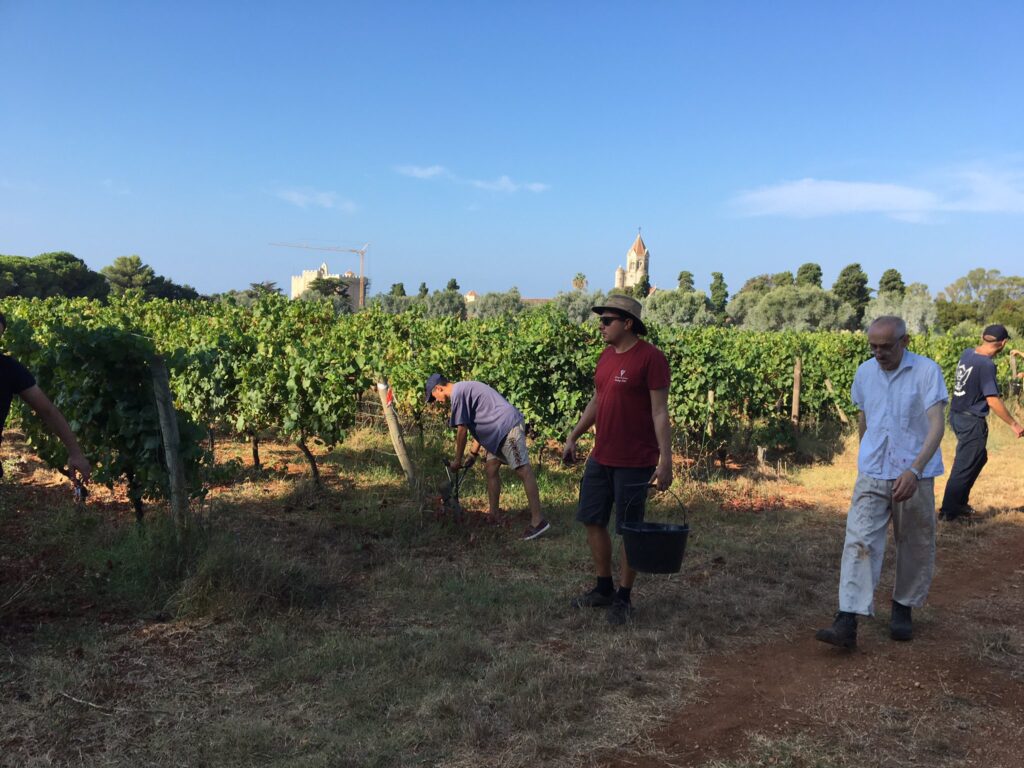 Vendangeurs récoltant le raisin dans le vignoble de l'île Saint-Honorat, monastère fortifié et son clocher en arrière-plan