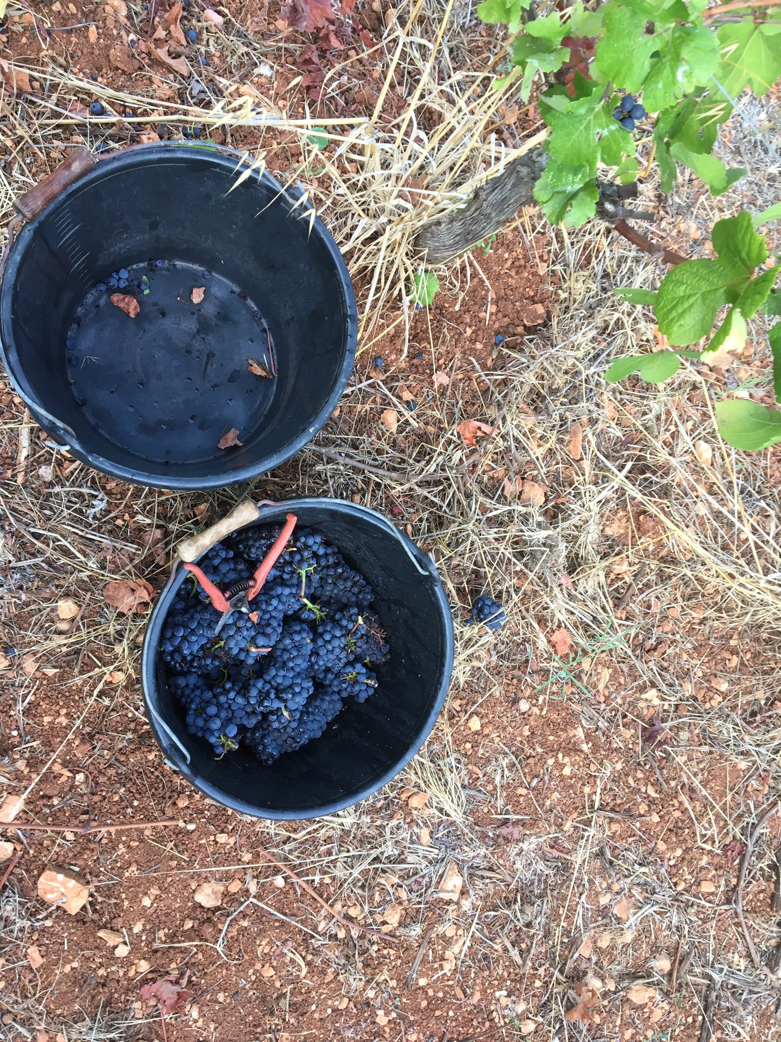 Seaux de vendange remplis de grappes de raisin noir posés au sol dans le vignoble de l'Abbaye de Lérins