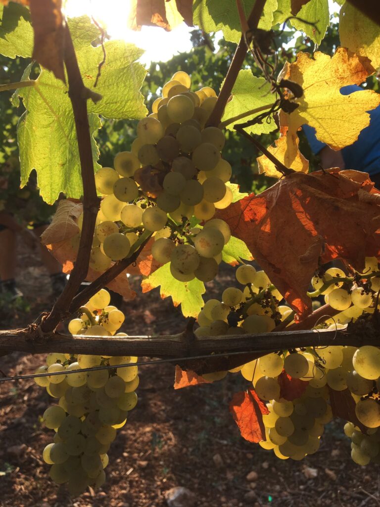Grappes de raisin blanc à contre-jour sur un cep du vignoble de l'Abbaye de Lérins, feuilles de vigne aux teintes d'automne