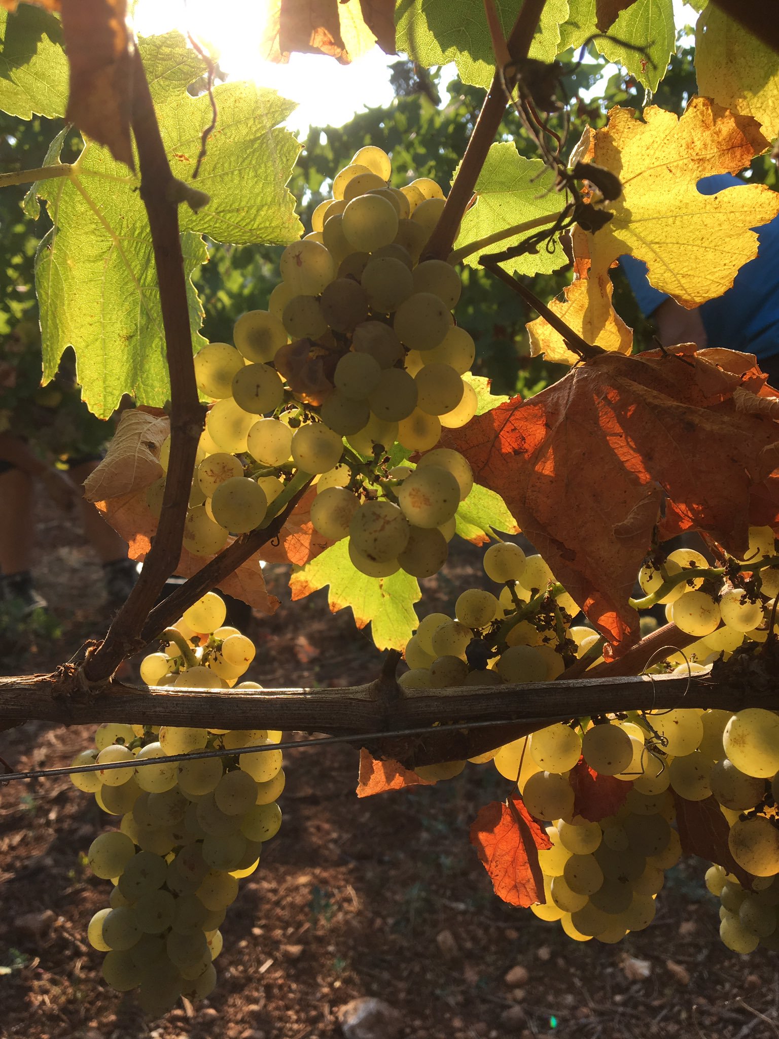 Grappes de raisin blanc à contre-jour sur un cep du vignoble de l'Abbaye de Lérins, feuilles de vigne aux teintes d'automne
