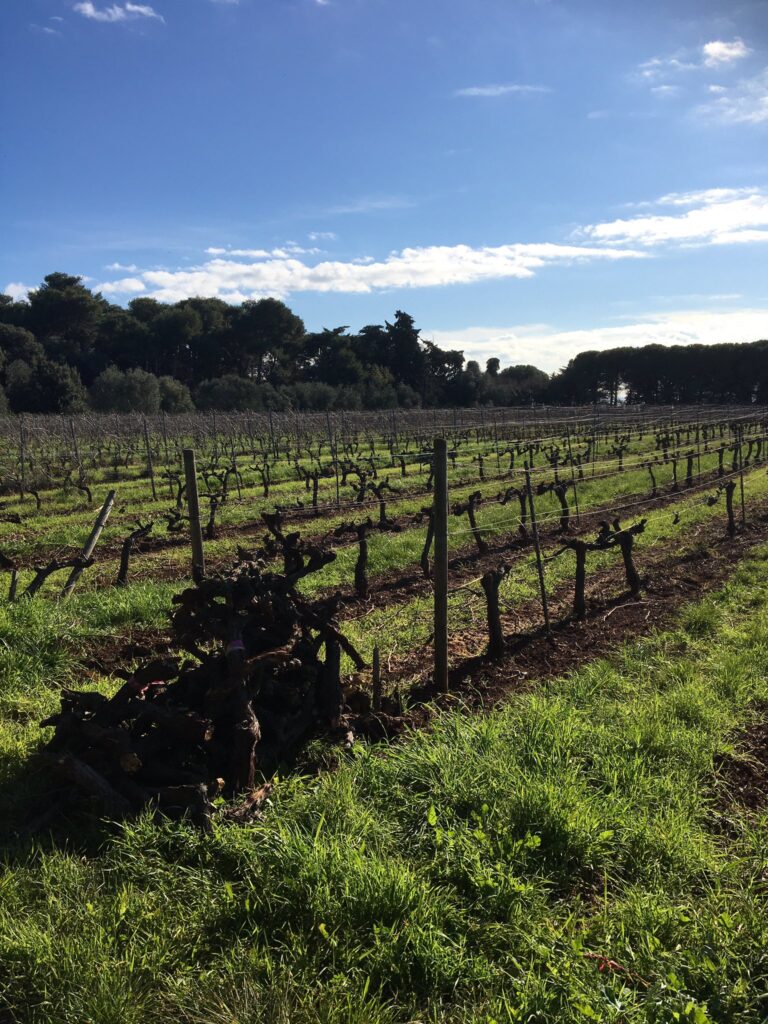 Vignoble de l'île Saint-Honorat en hiver, ceps palissés et cep arraché au premier plan sur l'herbe verte
