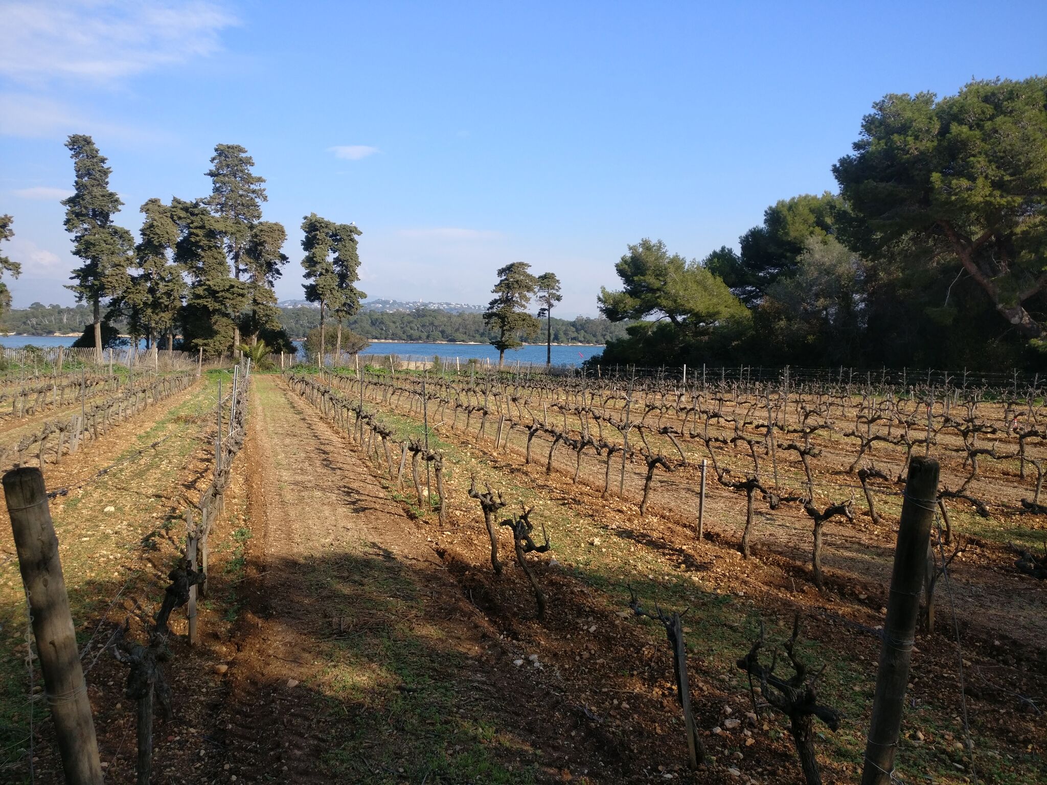 Rangs de vigne du vignoble de l'île Saint-Honorat descendant vers la mer, bordés de pins parasols sous un ciel bleu