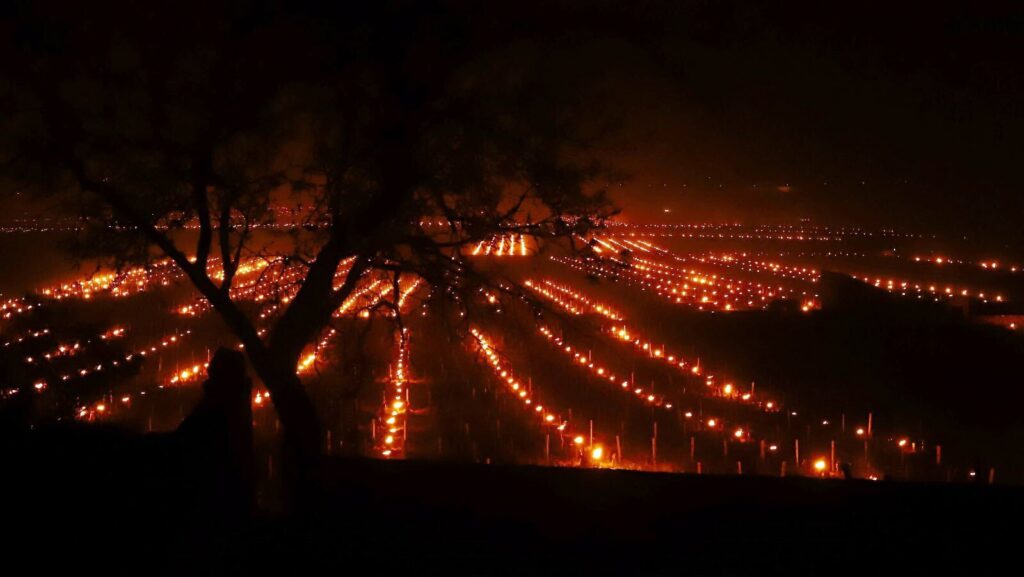 Vignoble éclairé de nuit par des centaines de bougies antigel pour protéger les vignes du gel de printemps