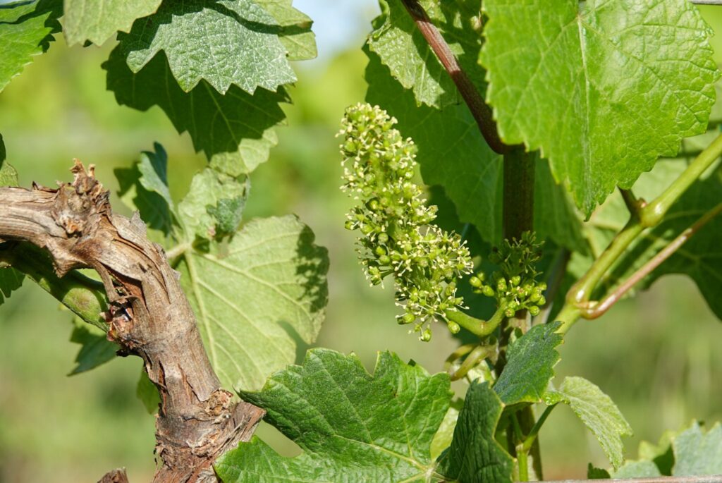 Gros plan d'une inflorescence de vigne en fleur au printemps sur un vieux cep, feuilles vertes en arrière-plan