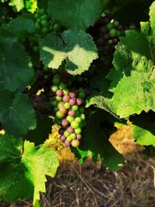 Grappe de raisin en véraison sur le cep, grains passant du vert au rouge parmi le feuillage de la vigne