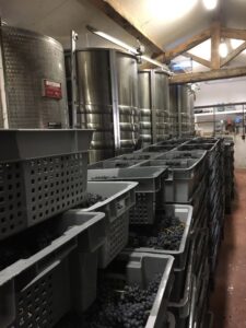 Cuves inox de vinification et caisses de raisin noir fraîchement récolté dans le chai de l'Abbaye de Lérins pendant les vendanges
