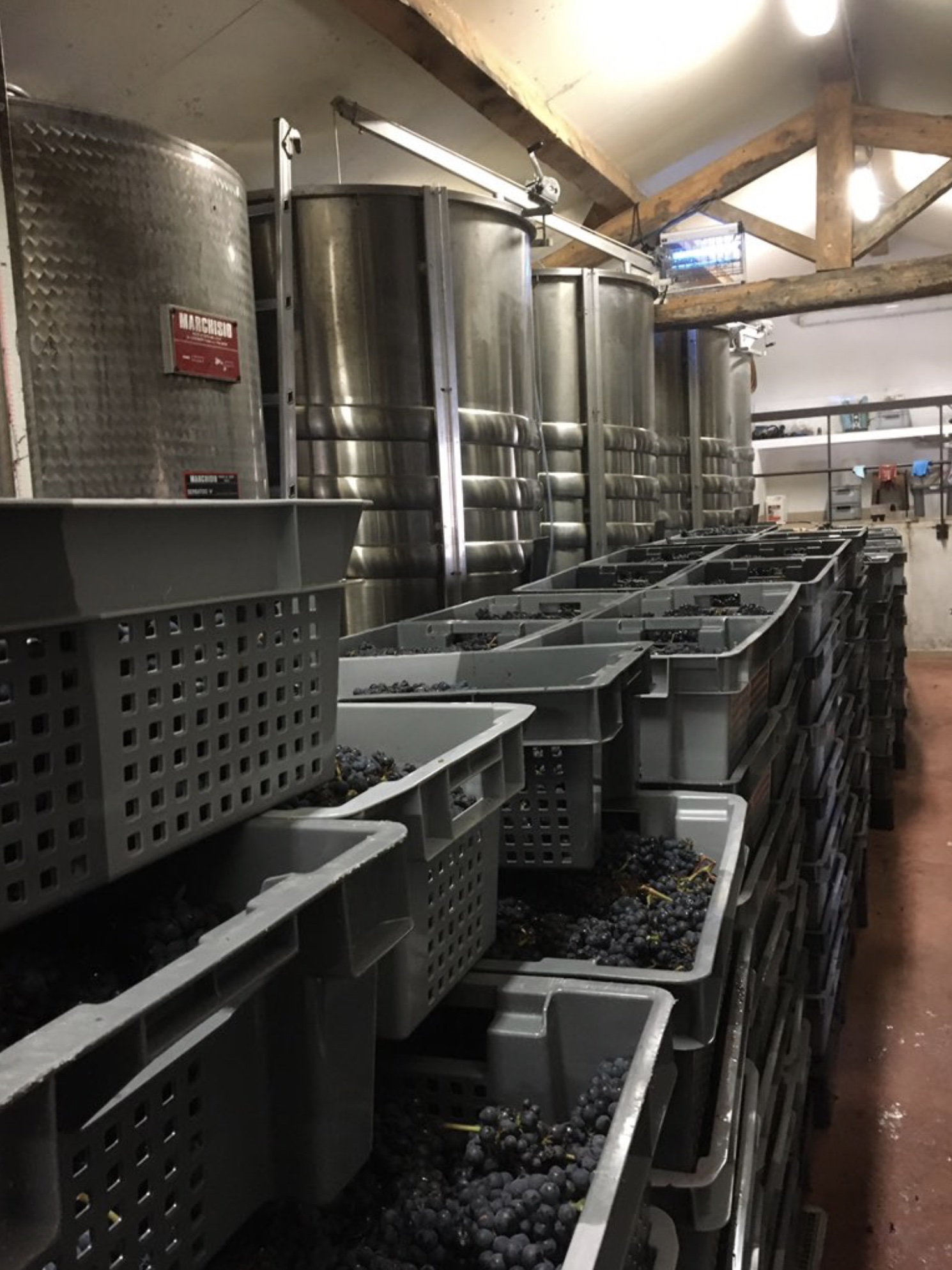 Cuves inox de vinification et caisses de raisin noir fraîchement récolté dans le chai de l'Abbaye de Lérins pendant les vendanges