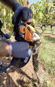 Mains gantées taillant un cep de vigne à la tronçonneuse dans le vignoble