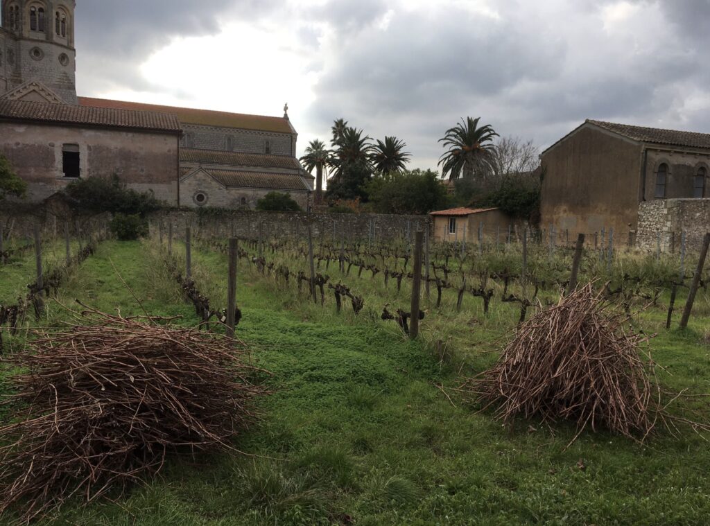 Vignoble en hiver devant le monastère de l'Abbaye de Lérins, fagots de sarments taillés posés sur l'herbe sous un ciel nuageux