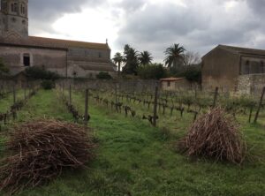 Vignoble en hiver devant le monastère de l'Abbaye de Lérins, fagots de sarments taillés posés sur l'herbe sous un ciel nuageux