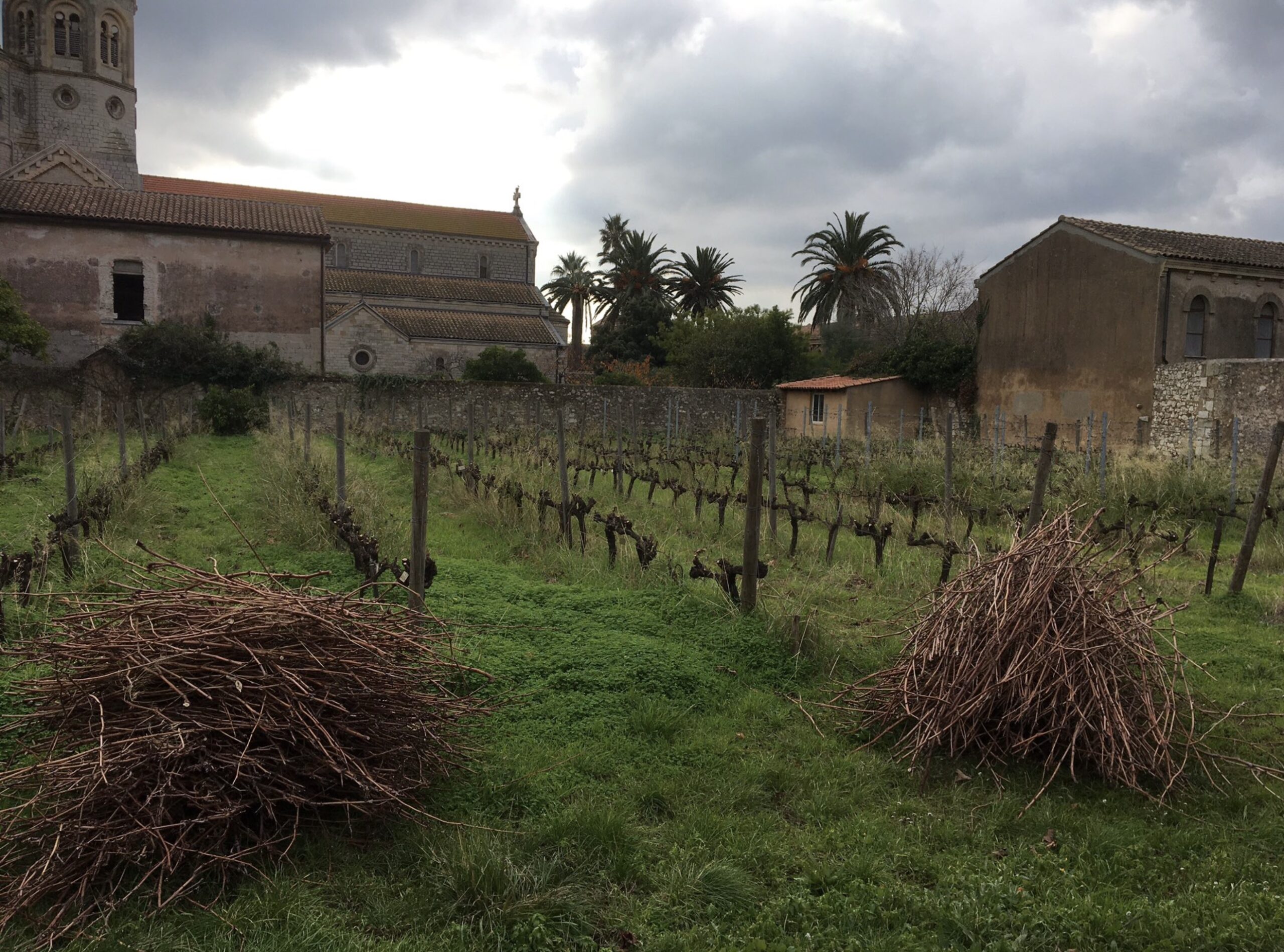 Vignoble en hiver devant le monastère de l'Abbaye de Lérins, fagots de sarments taillés posés sur l'herbe sous un ciel nuageux