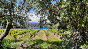 Vignoble de l'île Saint-Honorat encadré par des oliviers, mer turquoise et collines à l'horizon