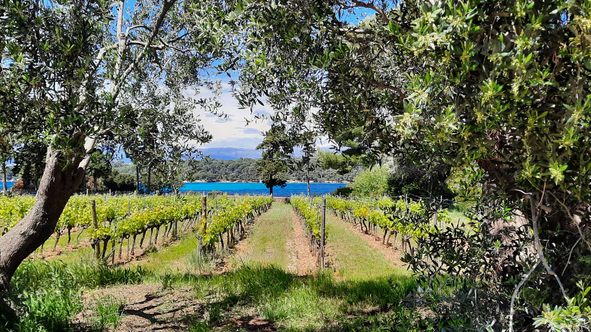 Vignoble de l'île Saint-Honorat encadré par des oliviers, mer turquoise et collines à l'horizon