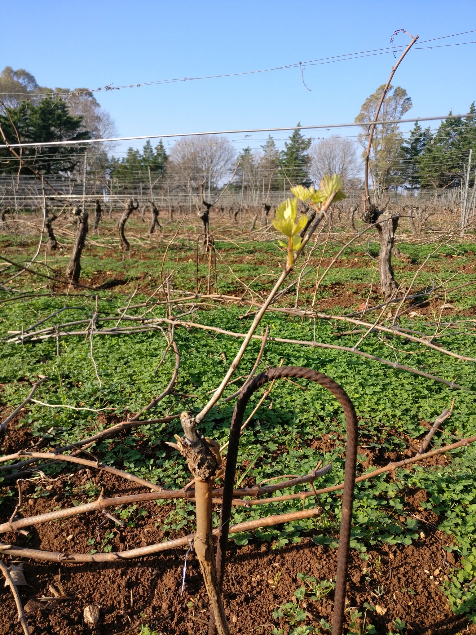 Jeune pousse de vigne au débourrement palissée sur fil de fer au printemps, rangs de ceps et couvert végétal vert en fond
