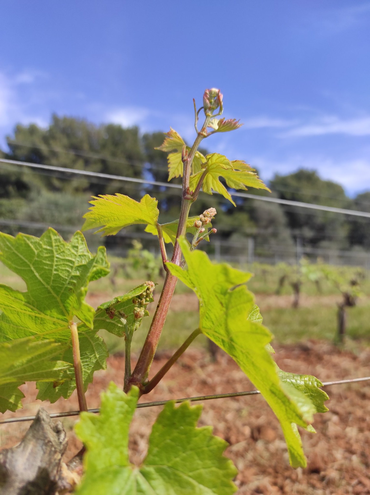 Inflorescence - Avril 2022 - St Honorat