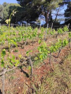 Jeunes pousses de vigne au débourrement dans un vignoble de l'île Saint-Honorat, mer et pins parasols en arrière-plan