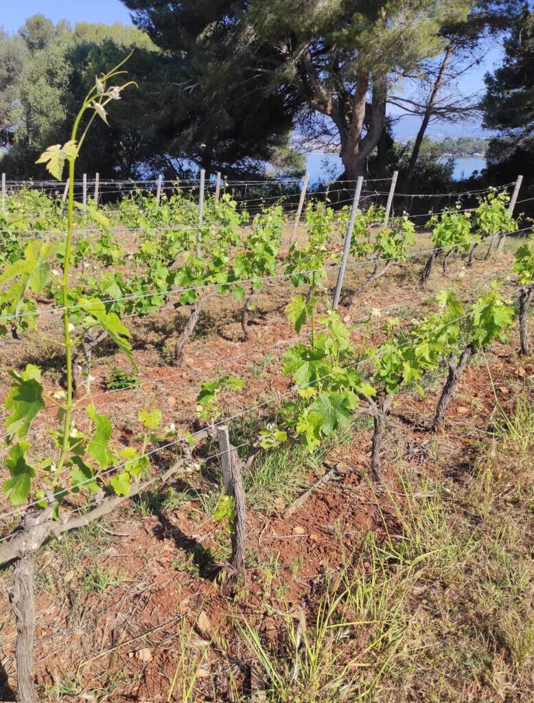 Jeunes pousses de vigne au débourrement dans un vignoble de l'île Saint-Honorat, mer et pins parasols en arrière-plan