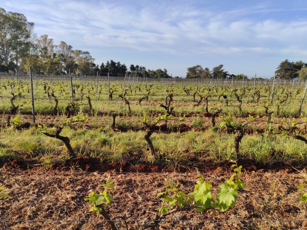 Vignes taillées au printemps dans le vignoble de l'île Saint-Honorat, jeunes pousses vertes et rangs palissés sous un ciel bleu