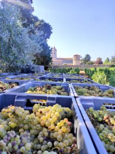 Caisses de raisins blancs fraîchement récoltés devant le monastère fortifié de l'Abbaye de Lérins pendant les vendanges
