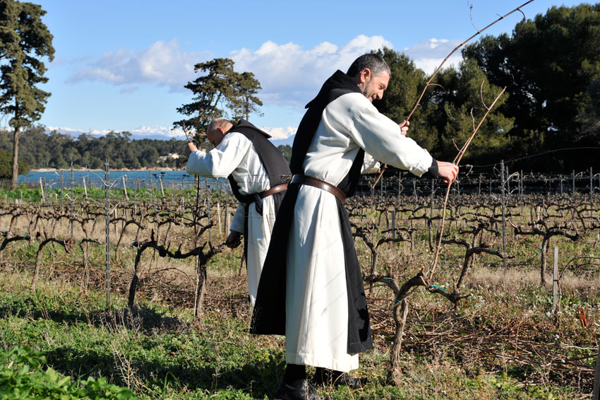 Deux moines cisterciens en habit taillent les vignes en hiver sur l'île Saint-Honorat, mer et sommets enneigés en fond