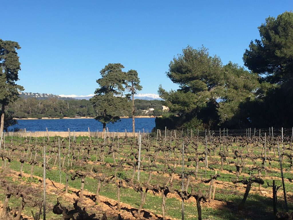 Vignoble hivernal de l'île Saint-Honorat au bord de l'eau, cimes enneigées à l'horizon et pins parasols
