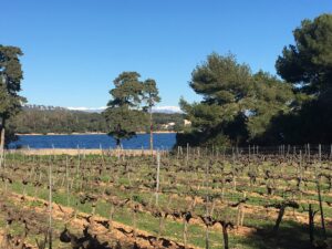 Vignoble hivernal de l'île Saint-Honorat au bord de l'eau, cimes enneigées à l'horizon et pins parasols