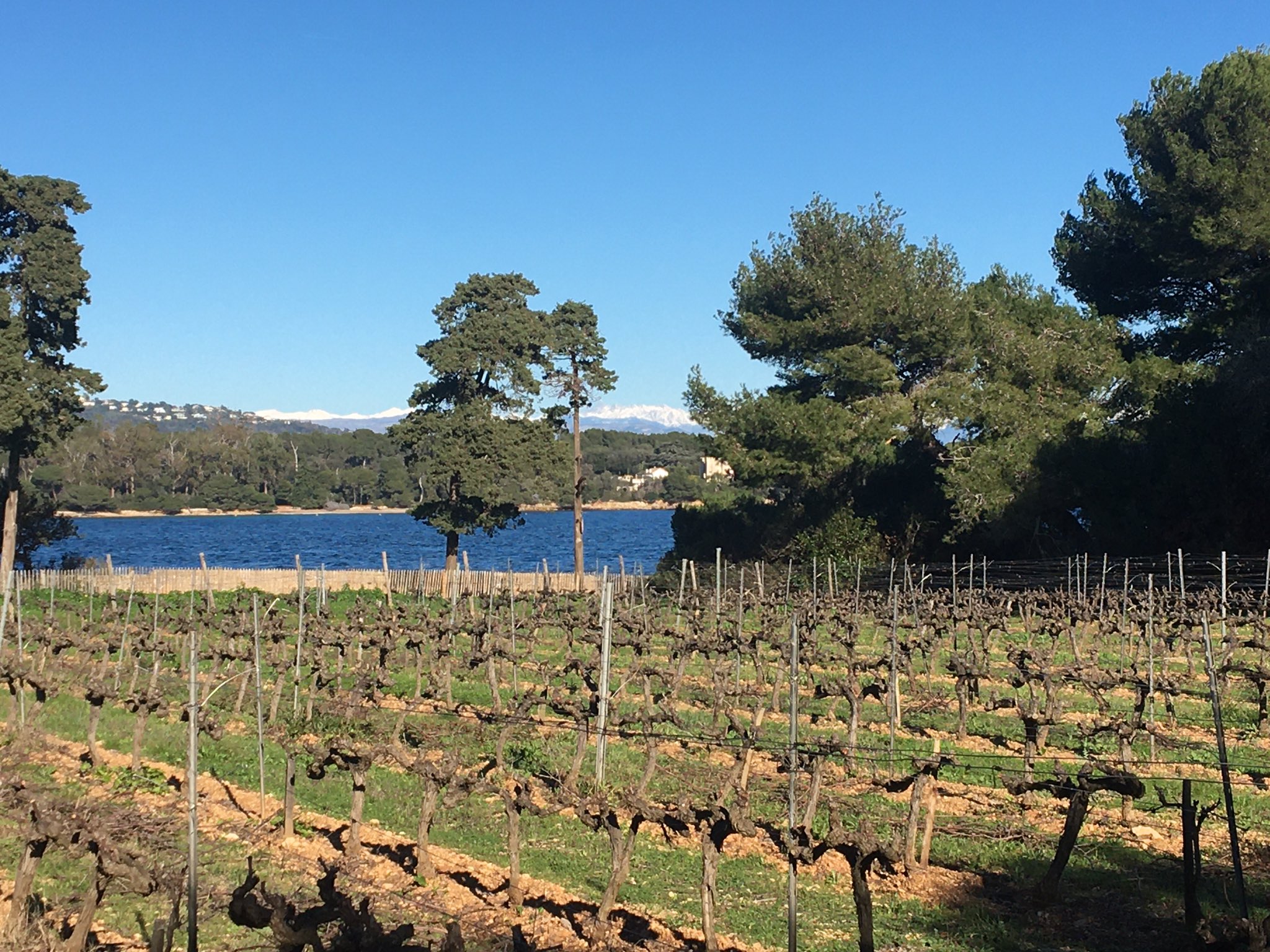 Vignoble hivernal de l'île Saint-Honorat au bord de l'eau, cimes enneigées à l'horizon et pins parasols