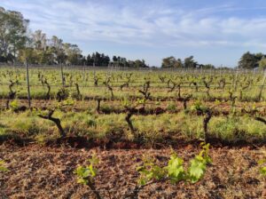 Rangée de bouteilles de liqueur ambrée Abbaye de Lérins alignées sur une table, verres à dégustation au premier plan