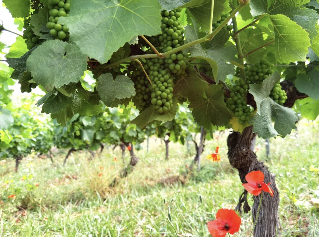 Grappes de raisin vert en formation sur un cep, coquelicots rouges au pied de la vigne à l'île Saint-Honorat