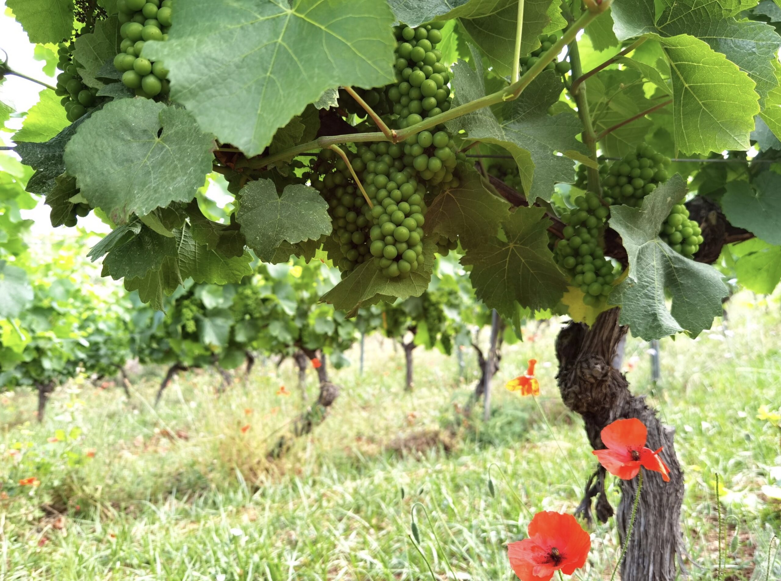 Grappes de raisin vert en formation sur un cep, coquelicots rouges au pied de la vigne à l'île Saint-Honorat