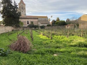 Vignoble en hiver et monastère de l'Abbaye de Lérins avec son clocher en arrière-plan