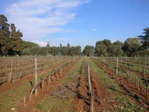 Rangs de vigne taillés sur sol de terre rouge en hiver, bordés d'arbres sous un ciel bleu