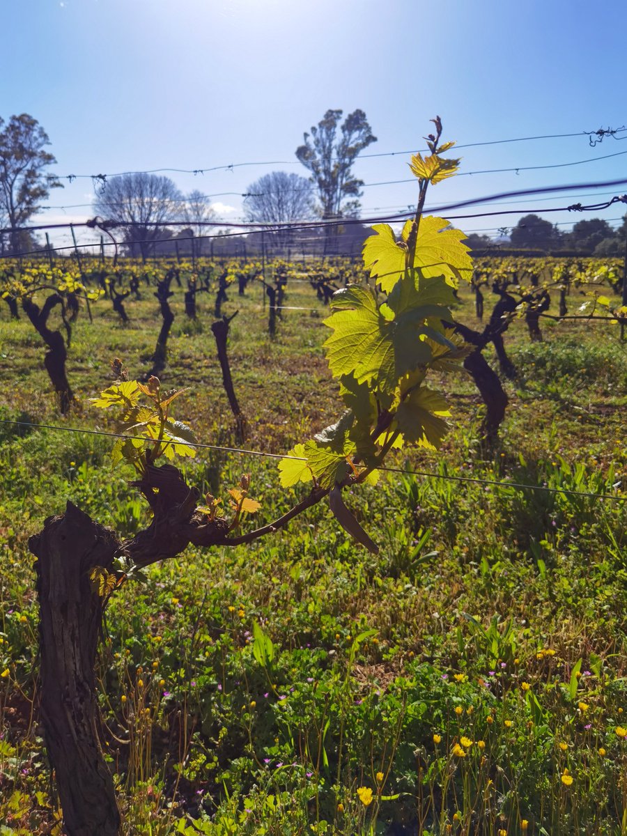Jeune cep de vigne au feuillage vert clair rétroéclairé dans le vignoble fleuri au printemps
