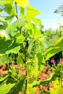 Inflorescence de vigne en fleur et feuillage vert au printemps dans le vignoble de l'Abbaye de Lérins