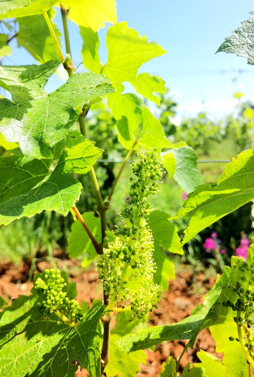 Inflorescence de vigne en fleur et feuillage vert au printemps dans le vignoble de l'Abbaye de Lérins