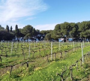 Rangs de vigne en hiver sur l'île Saint-Honorat, pins et mer en arrière-plan
