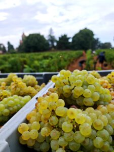 Cagettes de grappes de raisin blanc fraîchement vendangées, vignoble et vendangeurs en arrière-plan