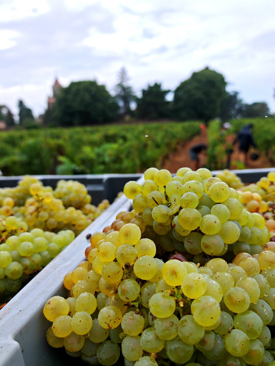 Cagettes de grappes de raisin blanc fraîchement vendangées, vignoble et vendangeurs en arrière-plan