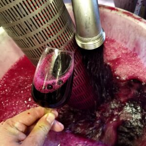 Verre de vin rouge tenu à la main devant une cuve pendant le décuvage au chai de l'Abbaye de Lérins