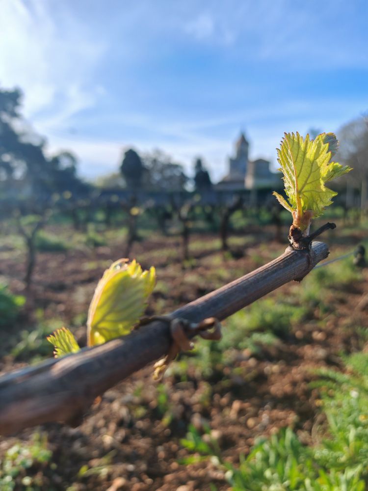 Jeune pousse de vigne au débourrement, monastère de l'Abbaye de Lérins flou en arrière-plan