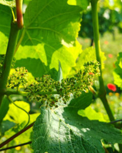 Jeune inflorescence de vigne et feuillage vert au printemps dans le vignoble de l'Abbaye de Lérins