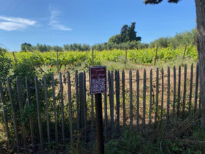 Panneau Vignoble de l'abbaye avec QR code sur une palissade en bois devant les rangs de vigne