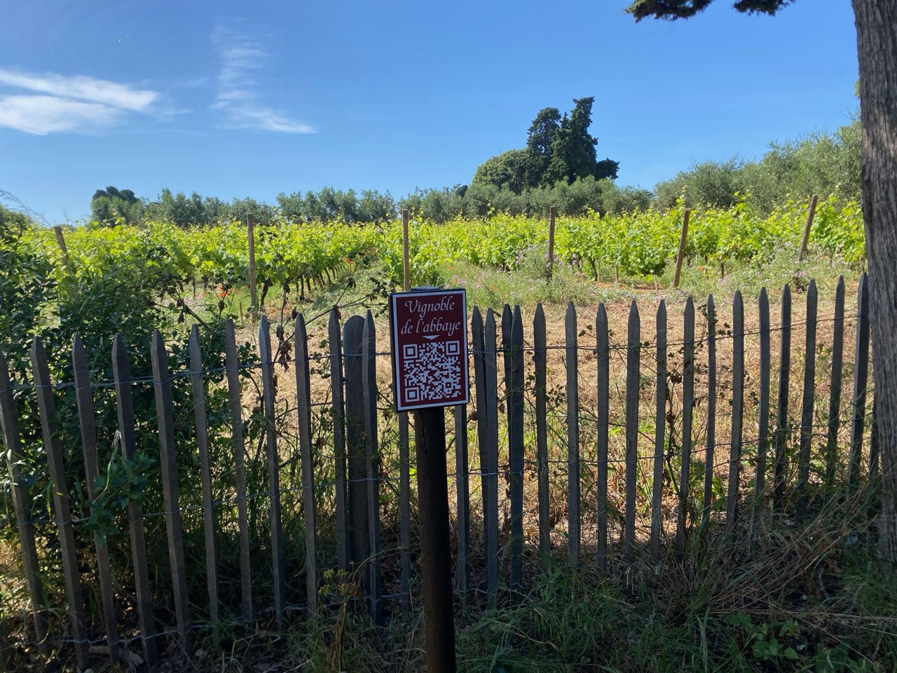 Panneau Vignoble de l'abbaye avec QR code sur une palissade en bois devant les rangs de vigne