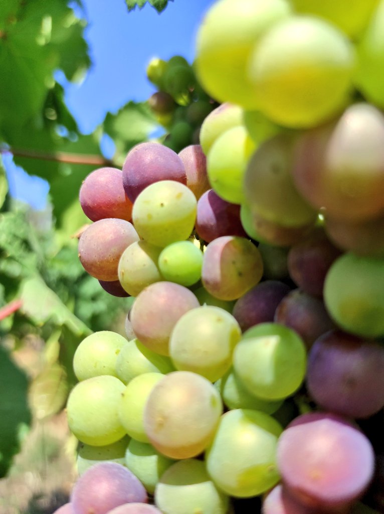 Gros plan sur une grappe de raisin en véraison aux grains verts et roses sous un ciel bleu