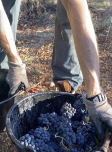 Vendangeur portant un seau rempli de grappes de raisin noir dans le vignoble de l'Abbaye de Lérins