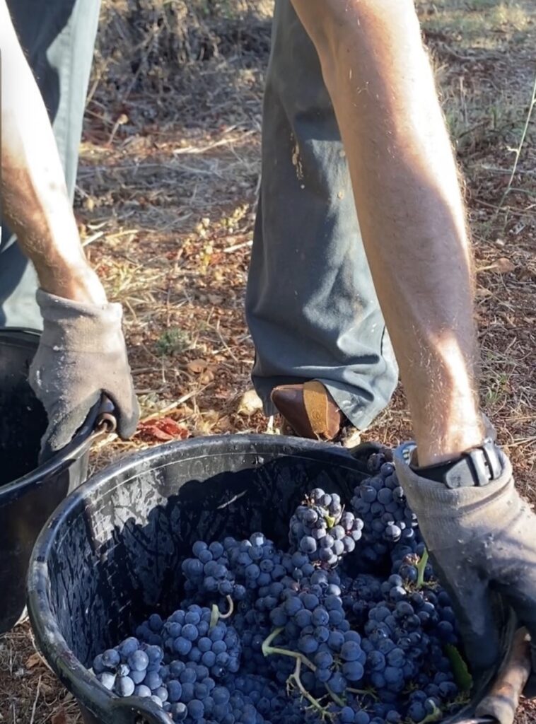 Vendangeur portant un seau rempli de grappes de raisin noir dans le vignoble de l'Abbaye de Lérins
