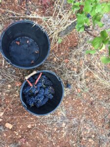 Deux seaux de vendange posés au sol dans le vignoble, l'un rempli de grappes de raisin noir