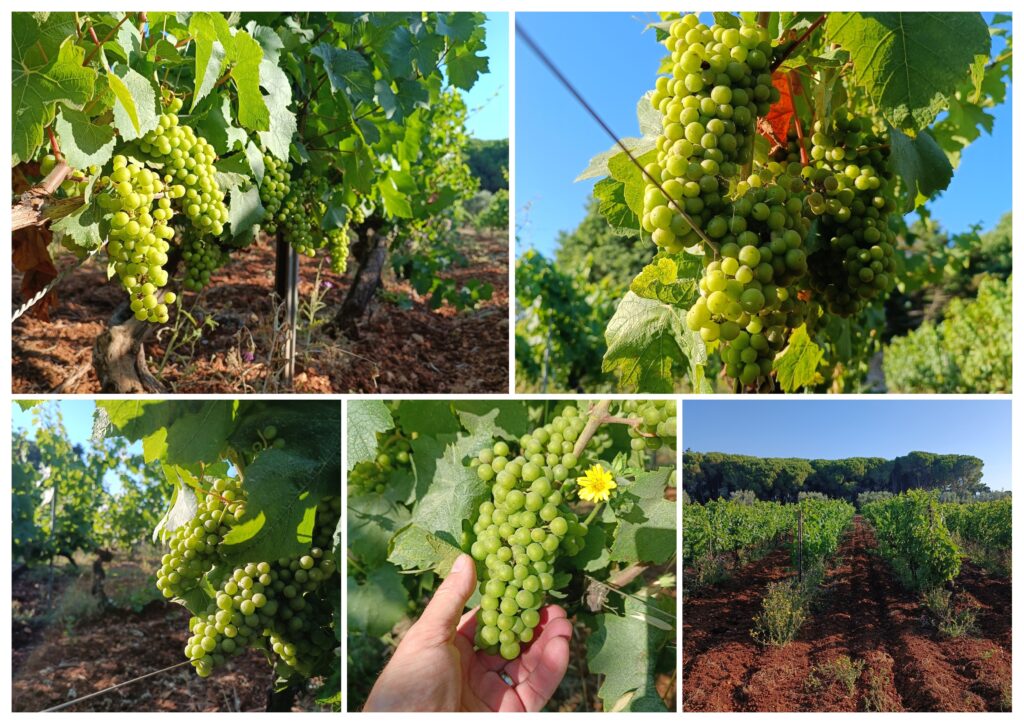 Grappes de raisin blanc en cours de maturation dans le vignoble de l'Abbaye de Lérins